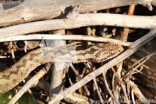 Image of common adder basking on twigs