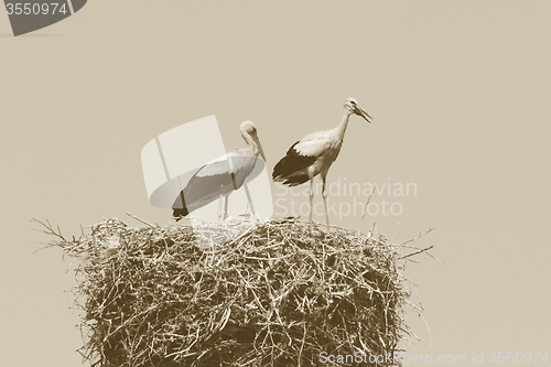 Image of stork family on the nest