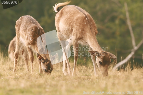 Image of fallow deer family grazing on meadow