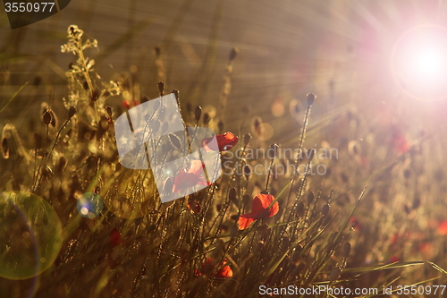 Image of poppies in  dawn light