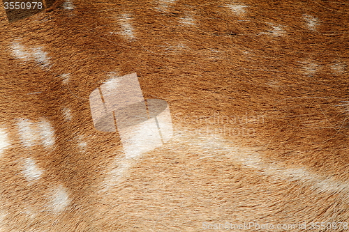 Image of textured fur of a fallow deer 