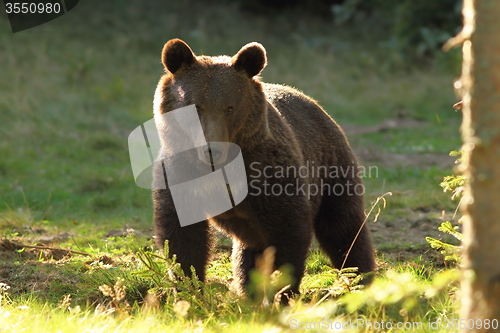 Image of huge brown bear, wild specimen in harghita mountains