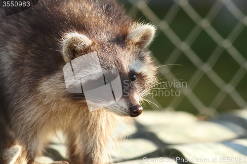 Image of raccoon portrait at the zoo