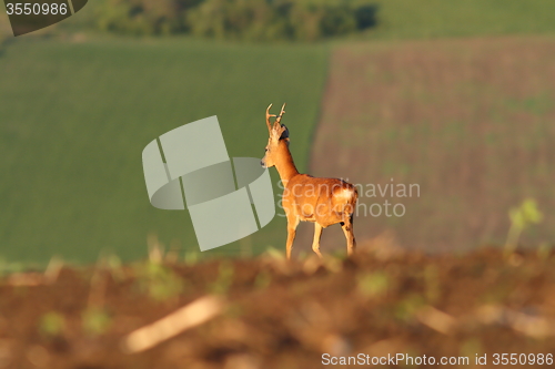 Image of roe deer buck on agricultural fields
