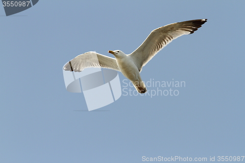 Image of caspian gull over blue sky