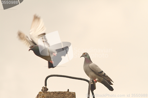 Image of domestic pigeons