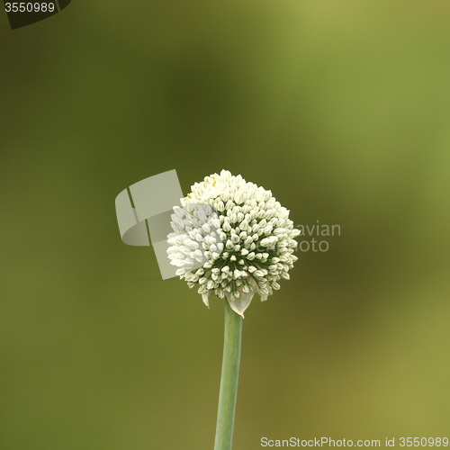 Image of onion flower on green background