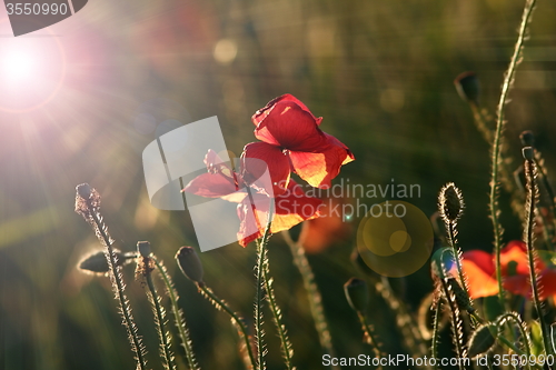 Image of wild poppies in beautiful dawn light