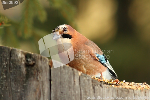 Image of colorful jay on a stump