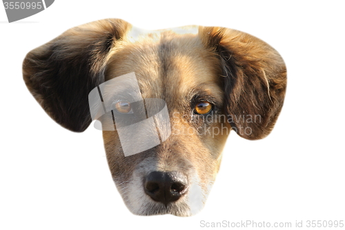 Image of isolated portrait of mongrel dog