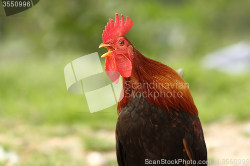 Image of portrait of colorful rooster singing