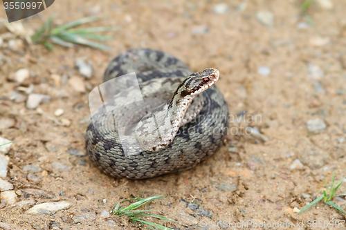 Image of female vipera berus 