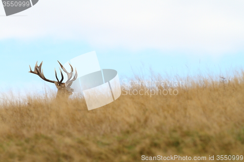 Image of hidden red deer buck