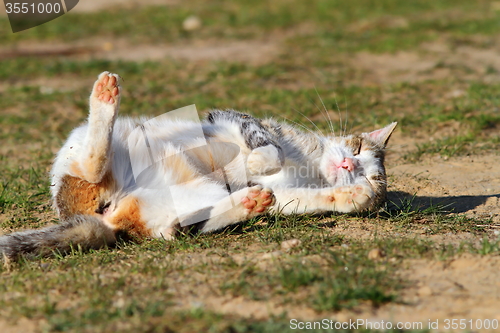 Image of sleepy domestic cat