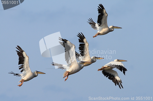 Image of group of great pelicans in flight 