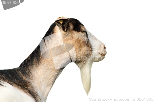 Image of isolated portrait of a goat