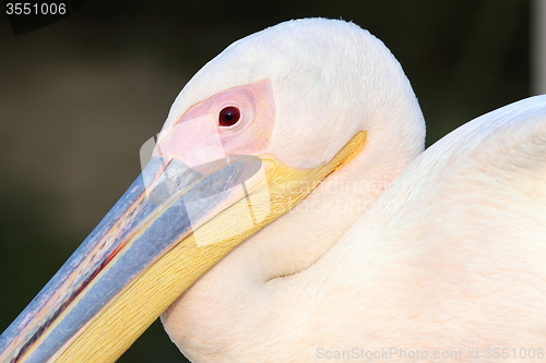 Image of great pelican close up