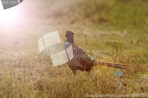 Image of wild pheasant in sunset light