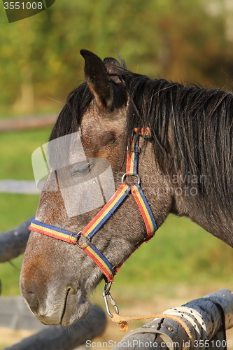 Image of horse portrait