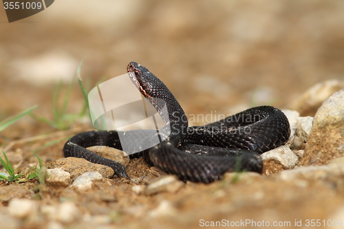 Image of melanistic male adder