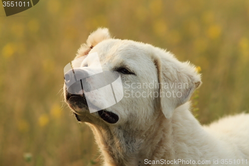 Image of white romanian shepherd dog portrait