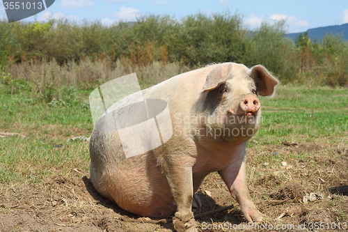 Image of big sow