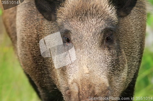 Image of wild boar portrait