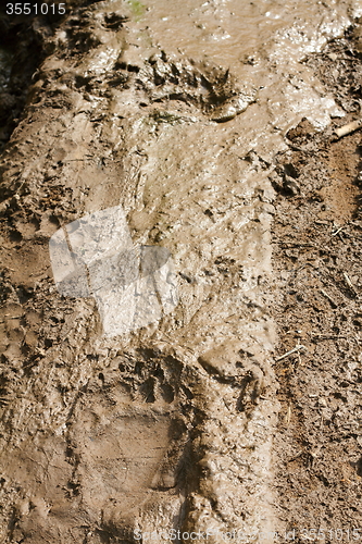 Image of brown bear tracks in mud