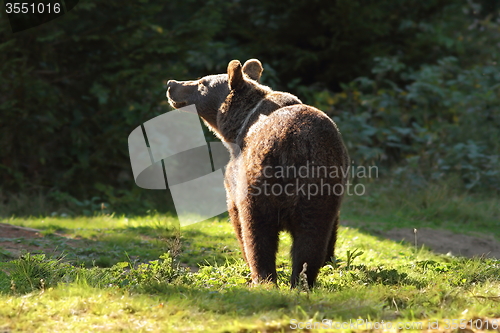 Image of wild brown bear in the carpathians