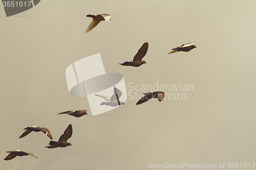 Image of flock of pigeons in flight