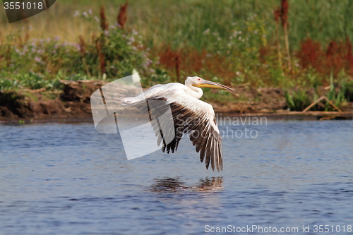 Image of great pelican flying over marshes