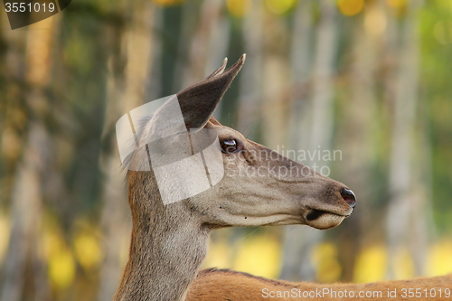 Image of wild red deer doe portrait