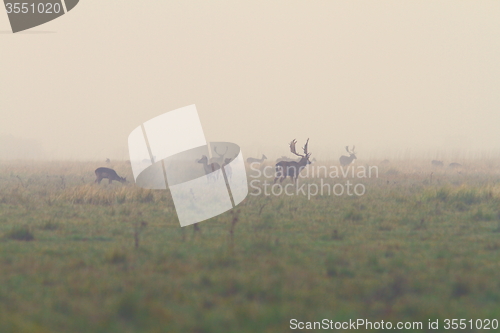 Image of fallow deers in mating season