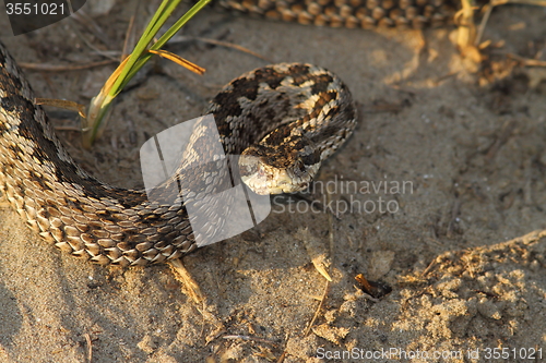 Image of moldavian meadow viper