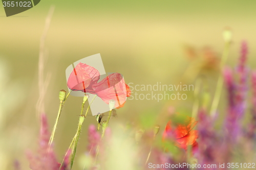 Image of two beautiful poppies in the field