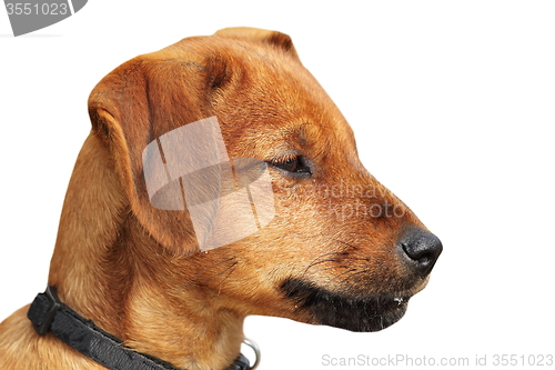 Image of small puppy portrait