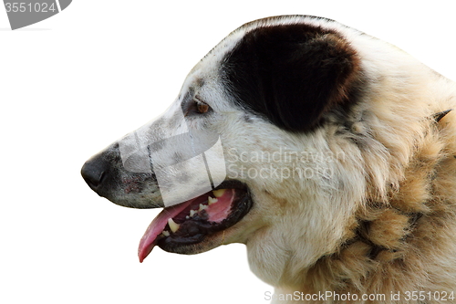 Image of isolated portrait of romanian shepherd dog