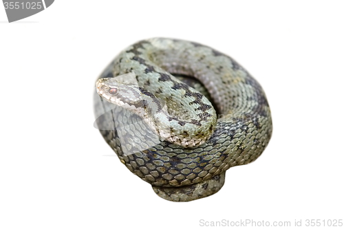 Image of isolated female common adder