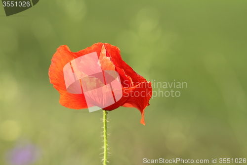 Image of detail on wild red poppy