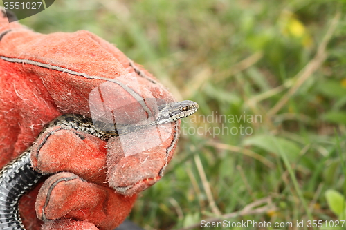 Image of hand with leather glove handling a meadow viper