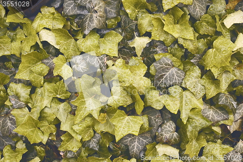 Image of ivy leaves texture