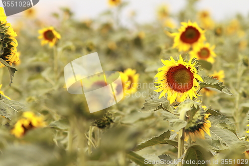 Image of sunflower field