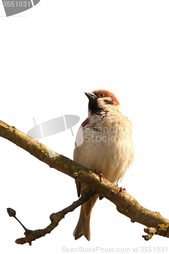 Image of isolated house sparrow standing on branch