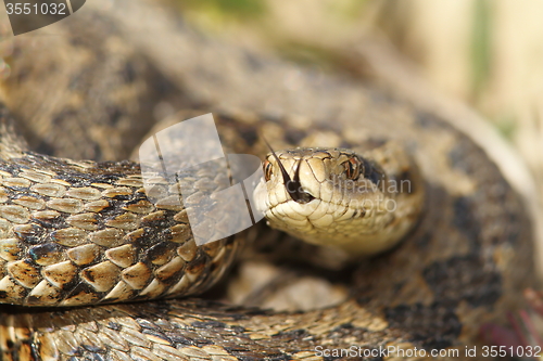 Image of macro image of a meadow viper