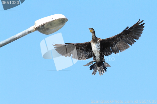 Image of great cormorant landing on electric pile