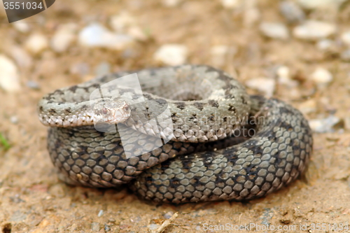 Image of european common adder ready to strike 