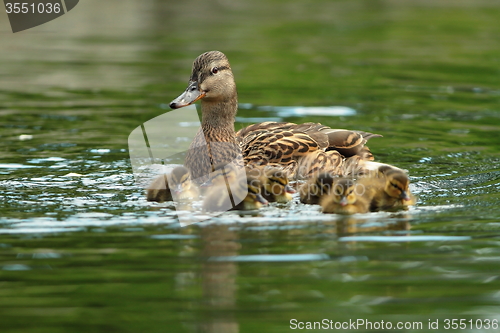 Image of ducks family on water surface