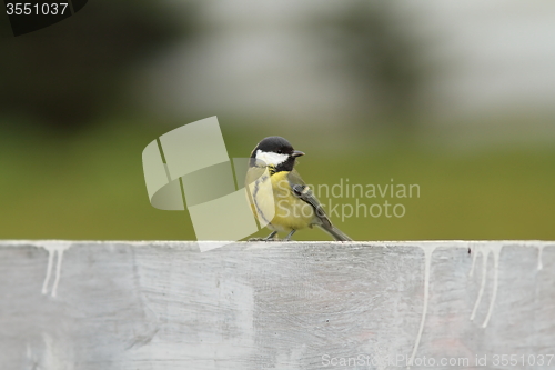 Image of great tit standing on wooden fence