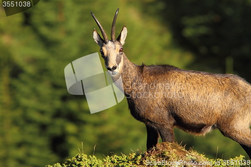 Image of wild chamois looking at the camera