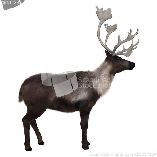 Image of Caribou